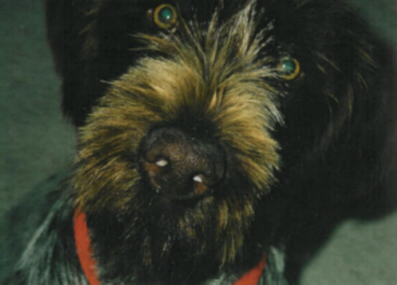 Wirehaired Pointing Griffon Gifford
